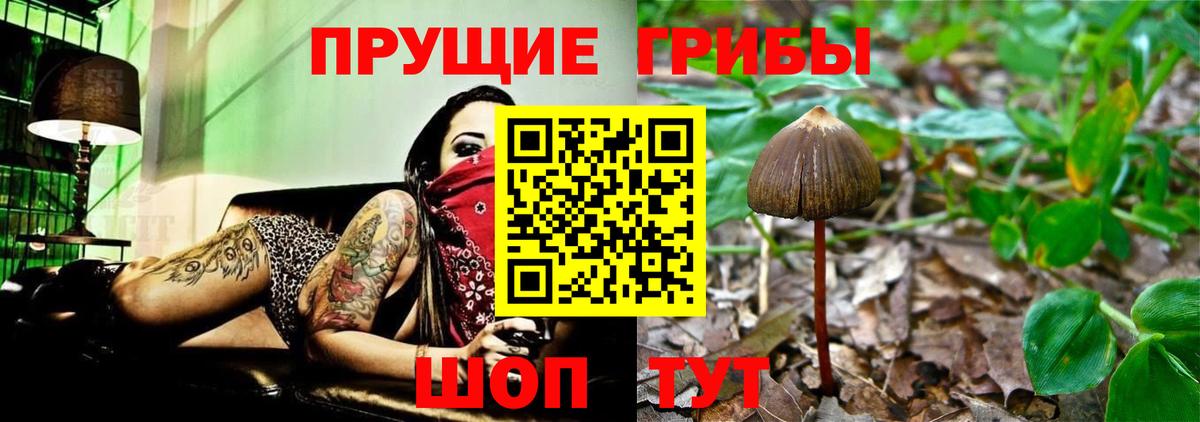 Урюпинск  Галлюциногенные грибы Psilocybe  Вход с VPN 